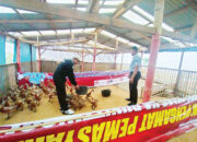 Kembangkan Pembinaan Peternakan, Lapas Bukittinggi Tambah 100 Ekor Bebek Petelur Super