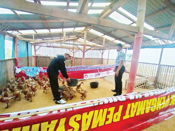 Kembangkan Pembinaan Peternakan, Lapas Bukittinggi Tambah 100 Ekor Bebek Petelur Super 1 TERNAK BEBEK— Ternak bebek petelur merupakan salah satu bentuk pembinaan kemandirian yang ada di Lapas Bukittinggi. Dalam hal ini telah dilaksanakan penambahan 100 ekor bebek petelur jenis Mojosari pada Selasa (5/9).