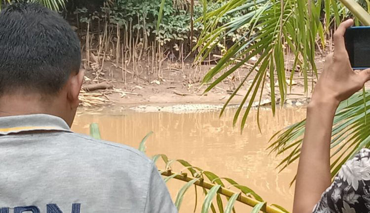 Kemunculan Buaya 2,5 Meter Resahkan Warga Surantih 1 BUAYA—
Warga menyaksikan buaya yang berjemur di tepi Sungai Sirah, Nagari Surantih, Pessel.