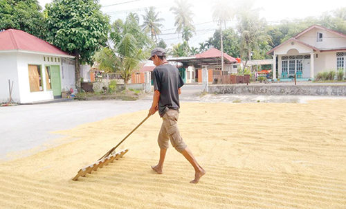 Harga Beras Mahal, Stok di Penggilingan Menipis di Kota Padang 1 Stok padi dibeberapa heler di Kota Padang semakin menipis pemilik heler menyebut karena