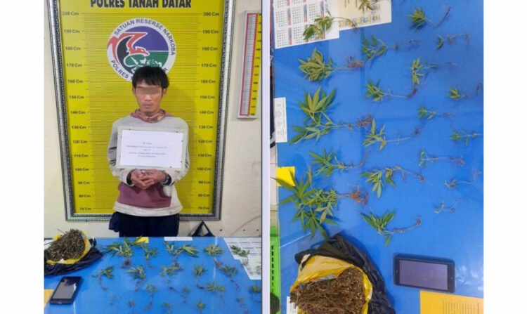 Pengedar Bekebun Ganja di Belakang Rumah 1 TANAM GANJA— Pelaku BH (35) yang kedapatan menanam ganja di kebun belakang rumahnya ditangkap jajaran Polres Tanahdatar.