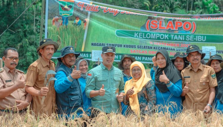 Wabup Sijunjung Hadiri Panen Perdana pada SLAPO, Hasil Pertanian Organik Keltan se-Ibu Jorong Uncang Labuah Luar Biasa 1 PANEN PERDANA— Wakil Bupati Wabup Sijunjung H. Iraddatillah, S.Pt menghadiri panen perdana pada sekolah lapangan pertanian organik SLAPO kelompok tani Se-Ibu Jorong Uncang Labuah Nagari Sumpur Kudus Selatan.