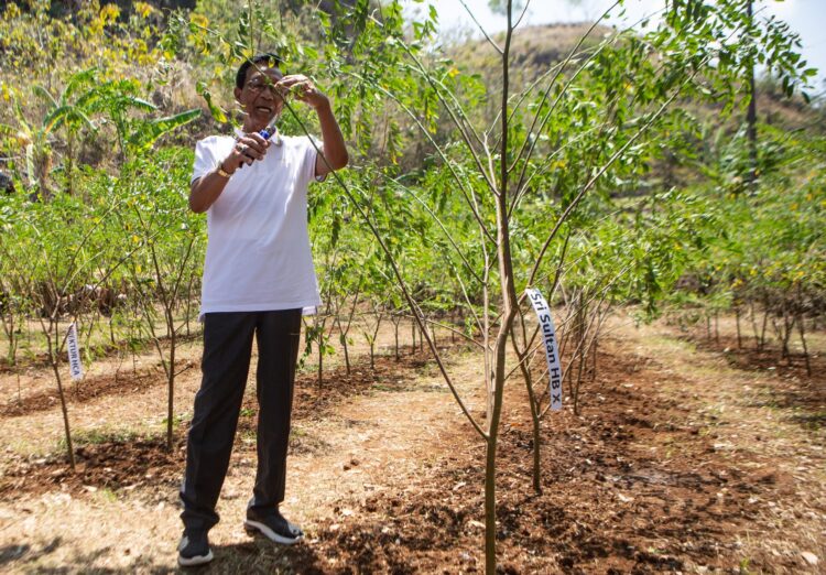 Punya Potensi Besar, PLN Kembangkan Biomassa Berbasis Keterlibatan Masyarakat 1 b3e3e652 d0bb 4e4f 8b0c 67357da2bb66