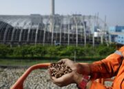 Kembangkan Biomassa, Cara PLN Tekan Emisi Karbon Sekaligus Merehabilitasi Lahan