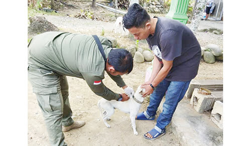 Belum Ada Korban Meninggal Akibat Gigitan Anjing Rabies, Selasa Depan, Seluruh Korban Wajib Kontrol Kesehatan 1 ilustrasi