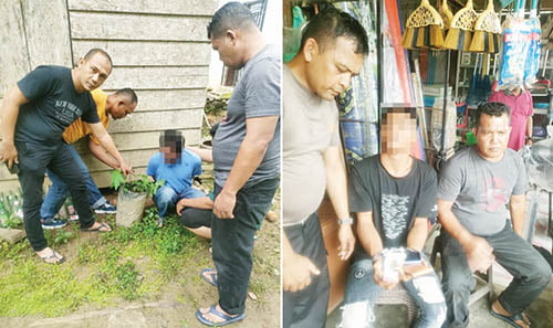 Polisi Bongkar Budidaya Tanaman Ganja di Polybag, 5 Pelaku Ditangkap, Puluhan Batang Disita 1 TANAM GANJA— Polisi meringkus pelaku budidaya tanaman ganja dalam polybag di Nagari Batahan Selatan, Kecamatan Ranah Batahan.