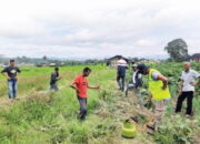 Hama Tikus Serang Lahan Padi di Baso dan Tilkam