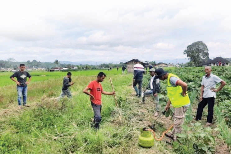 BERBURU TIKUS— Petani sedang melakukan perburuan hama tikus.