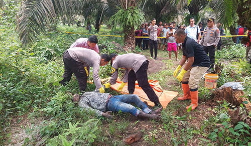 OLAH TKP— Kapolres Pasbar AKBP, Agung Basuki, langsung olah TKP dan evakuasi mayat yang ditemukan membusuk di areal perkebunan sawit PT Anam Koto, Blok G-9, Nagari Muaro Kiawai Hilir.