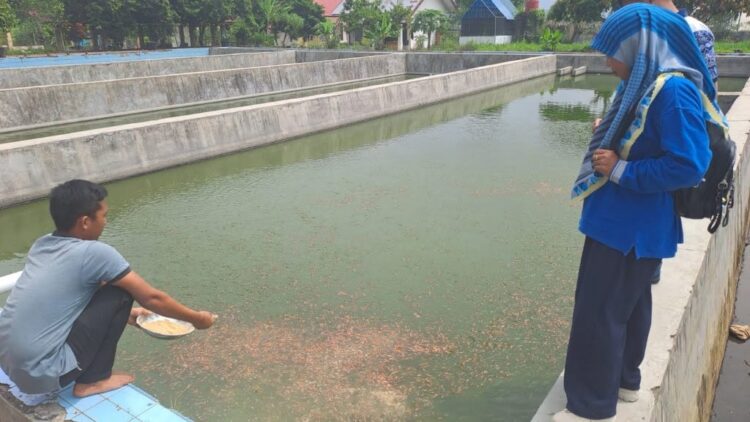 PAKAN IKAN— Salah seorang petugas dari Balai Benih Ikan (BBI) Kota Solok sedang memberikan pakan ikan.