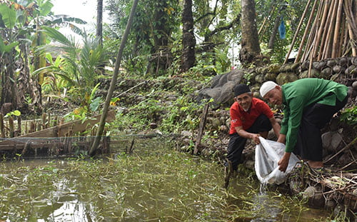 Tingkatkan Ekonomi Masyarakat, Suardi Darma: Manfaatkan Lahan Kosong untuk Kolam Ikan, Pertanian dan Perkebunan 1 PENYERAHAN BIBIT IKAN— Suardi Darma Putra Caleg DPRD Padang Dapil I dari Partai Persatuan Pembangunan menyerahkan bibit ikan nila kepada warga di Kelurahan Balai Gadang Kecamatan Koto Tangah.