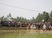 Paju Jawi Miliki Rating Tertinggi di Sumbar