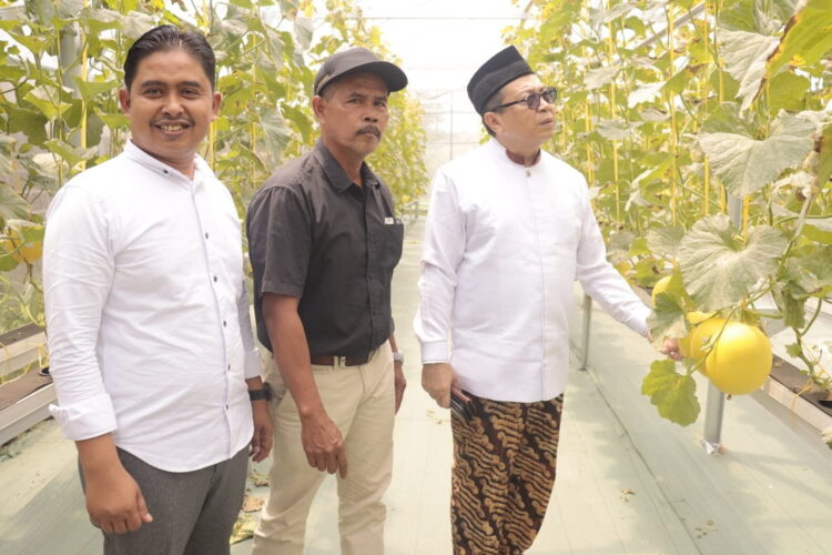 Hadiri Raker PKPS Payakumuh-Limapuluh Kota, Jasman: Manusia Ada Khilaf, Jangan Segan untuk Ingatkan Saya 1 LIHAT— Pj Wali Kota Jasman didsela sela kegiatan melihat tanaman melon warga bersama camat Payakumbuh Barat Ul Fakhri.