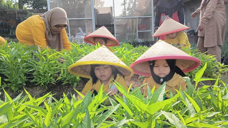 Kenalkan Jenis Sayuran, TPA Permata Ibu Ajak Murid Kunjungi Kebun KWT 1 BELAJAR MENGENAL SAYURAN— Murid TPA Permata Ibu diajak ke kebun sayur untuk memperkenalkan bermacam-macam sayuran.