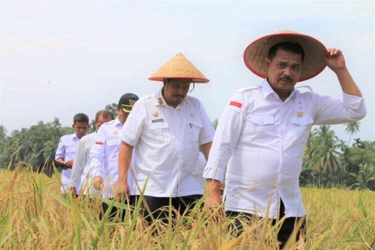Miliki 1.785 Hektare Lahan, Sektor Pertanian Titik Fokus Pemko Pariaman 1 PANEN— Direktur Jenderal Tanaman Pangan Kementerian Pertanian RI, Suwandi, bersama perwakilan Deputi 1 BAPANAS Rustam, Sekdako Pariaman Yota Balad, saat panen raya.
