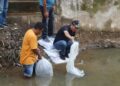 24 Ribu Bibit Ikan Mas Dilepas di Dua Kecamatan