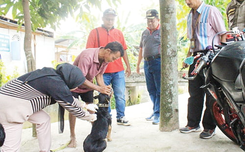 Cegah Penyebaran Virus Rabies, Distan Padang Optimis Sebar 1.900 Dosis VAR 1 VAKSINASI RABIES— Petugas Dinas Pertanian Kota Padang menyuntikkan vaksin rabies terhadap hewan peliharaan warga di posko pengendalian rabies di Kecamatan Pauh, beberapa waktu lalu. Dinas Pertanian Kota Padang menargetkan hingga akhir 2023 nanti, sebanyak 1.900 dosis VAR tuntas diberikan kepada Hewan Penular Rabies (HPR).