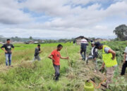 410,8 Hektare Lahan Padi Di Agam Diserang Hama Tanaman
