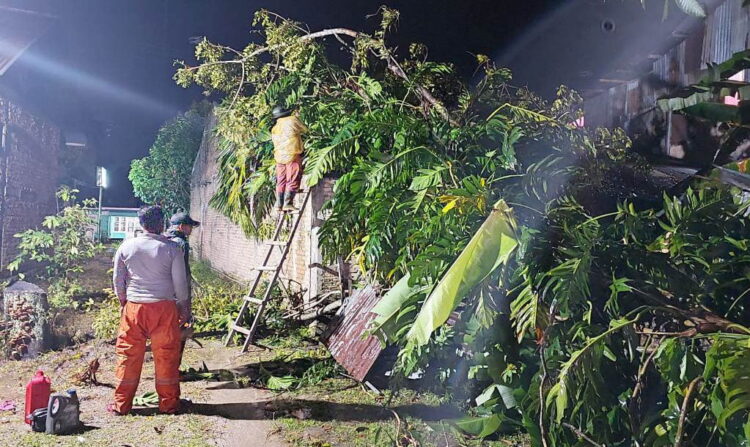 EVAKUASI POHON TUMBANG— Petugas BPBD Kota Padang melakukan evakuasi dan pembersihan pohon tumbang yang menimpa rumah warga di Hidayah Parak Buruak, RT 001, RW 005, Kelurahan Batipuh Panjang, Minggu (5/11) dinihari dan rumah warga di Padang Besi, Minggu pagi.