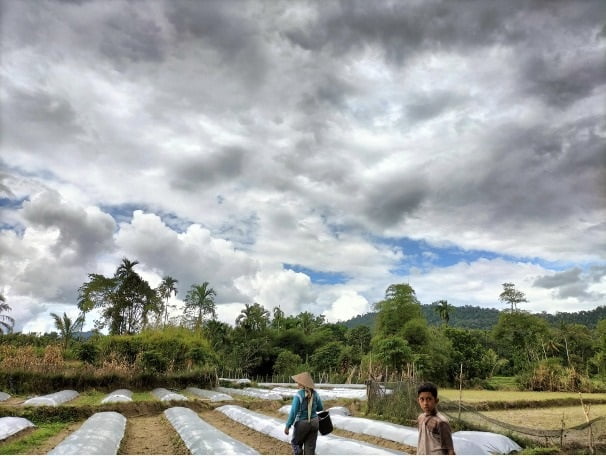 Petani Cabai Ampalu Mandiri Produksi Pupuk Organik Berbasis Kefir 1 LAHAN CABAI— Persiapan lahan untuk tanaman cabai di Nagari Ampalu.