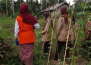 Calon Anggota Saka Taruna Bumi dan Kwartir Cabang Solok, Dikenalkan dengan Komoditi Pertanian 