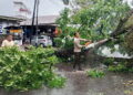 Hujan dan Angin Kencang, 2 Pohon Tumbang