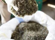 Di COP28 Dubai, PLN-Kemenkomarves Luncurkan Program STAB dan PERTIWI, Kembangkan Biomassa di Tanah Air