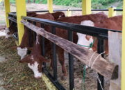 BBI Pertanian Golden Arm, Operasionalkan Pembibitan Sapi Unggul