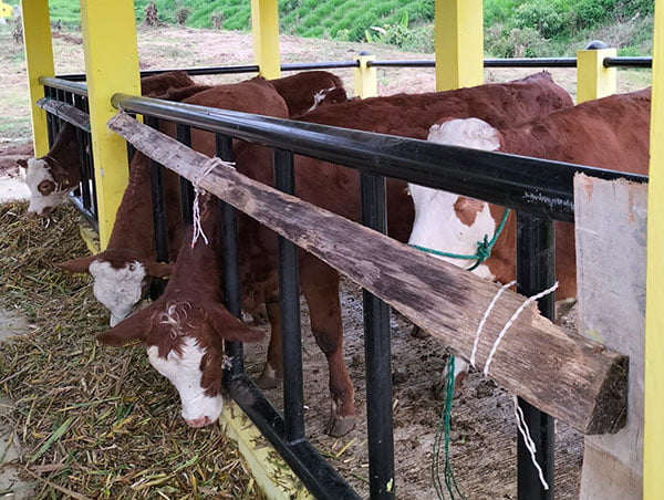 BBI Pertanian Golden Arm, Operasionalkan Pembibitan Sapi Unggul 1 Balitbang Adakan Lomba