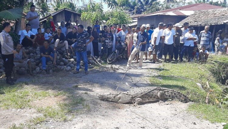 BUAYA DITANGKAP— Buaya sepanjang 3,5 meter yang ditangkap warga di Nagari Sasak, Kecamatan Sasak Ranah Pasisie dievakuasi BPBD Pasbar.