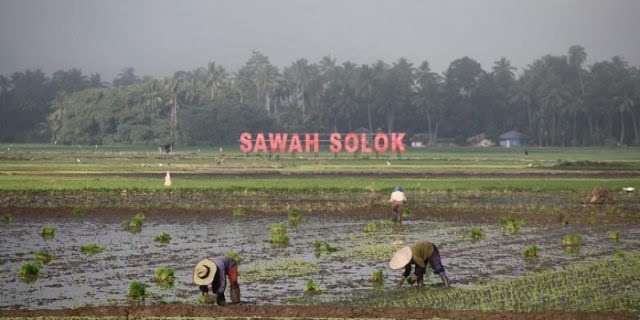 Wako Zul Efian Sebut, Kota Solok Daerah Penting Sentra Produksi Beras 1 LUAS—Terlihat areal persawahan yang dimiliki Kota Solok begitu luas sehingga produksi padi melimpah.