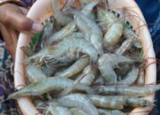 Budidaya Udang Vaname Menjanjikan, Produksi Capai 1.431 Ton pada 2023