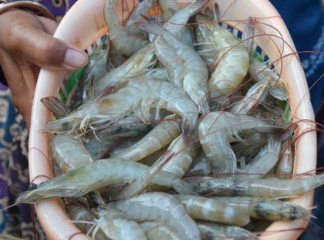 Budidaya Udang Vaname Menjanjikan, Produksi Capai 1.431 Ton pada 2023 1 UDANG VANAME— Budidaya udang vaname yang berada di wilayah pesisir pantai Tanjung Mutiara terlihat menjanjikan. DKPP Agam mencatat, produksi udang ini mencapai 1.431 ton sepanjang tahun 2023.