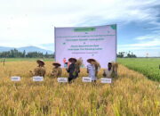BI Sumbar Gelar Panen Raya Klaster Padi Hasil Sekolah Lapangan Iklim, Produksi Petani Meningkat hingga 60 Persen