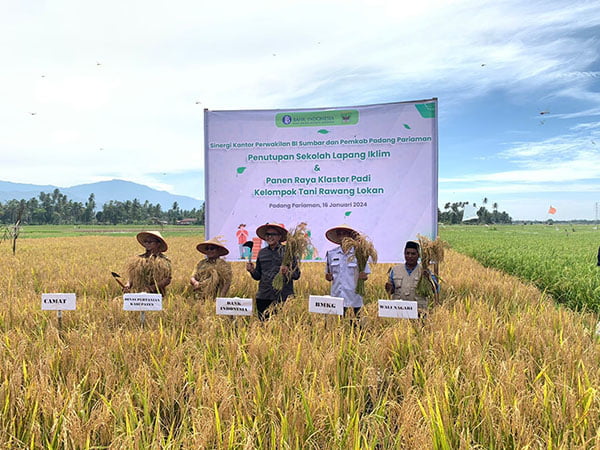 PANEN RAYA-Kepala BI Sumbar Endang Kurnia Saputra bersama Kadis Pertanian Padangpariaman, Yurisman Yakub, BMKG, Camat dan Wali Nagari saat panen raya klaster padi di lahan Kelompok Tani Rawang Lokan, Kecamatan Lubuk Alung.