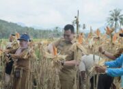Pj Wako Zefnihan Dukung Pemerintah Desa Talawi Hilie, Panen dan Penyerahan Bantuan Pupuk Kompos