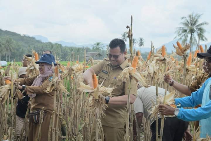 PANEN JAGUNG— Pj Walikota Zefnihan luai akukan pemberian bantuan traktor dan ikut panen 
jagung juga cabai.