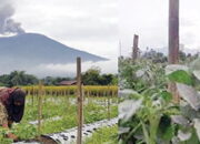 Gagal Panen, Petani Lereng Marapi Berharap Bantuan Pemerintah