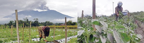 GAGAL PANEN— Akibat Erupsi Gunung Marapi yang melanda Kawasan Agam dan Sekitarnya membuat Para Petani lereng Gunung Marapi mengharapkan uluran tangan dari pemerintah terkait kerugian yang mereka alami dimana hasil pertanian mereka bisa dikatakan Gagal Total 
alias gagal Panen.