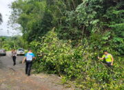 Pohon Tumbang di Kelok Cabe Ganggu Arus Lalin, Personel Satlantas Lakukan Evakuasi