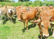 Puluhan Sapi Terjangkit Virus Jembrana di Kepulauan Mentawai, Cegah Penyebaran, 500 Dosis Vaksin sudah Diberikan