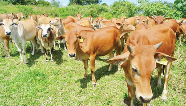 Populasi Sapi di Pariaman Turun Jadi 2.608 Ekor 1 ILUSTRASI— Peternakan sapi.