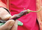 Akibat Erupsi Gunuang Marapi, Petani Sariak Terancam Gagal Panen