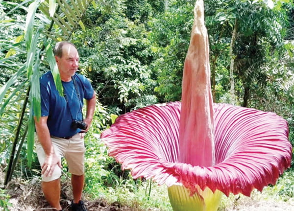 BUNGA LANGKA— Dua bunga langka jenis rafflesia Arnoldi dan bangkai Amorphophallus titanum mekar sempurna secara bersamaan di Batang Palupuh, Nagari atau Desa Koto Rantang, Kecamatan Palupuh, Kabupaten Agam.