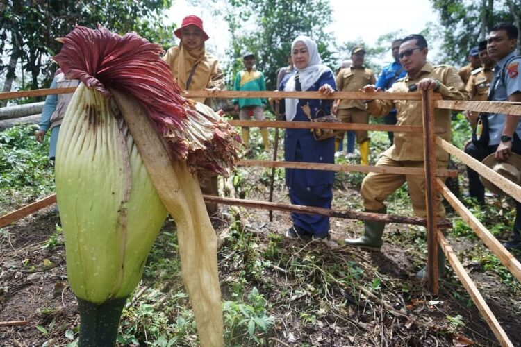 Amorphophallus Titanum Tumbuh Di Nagari Buo