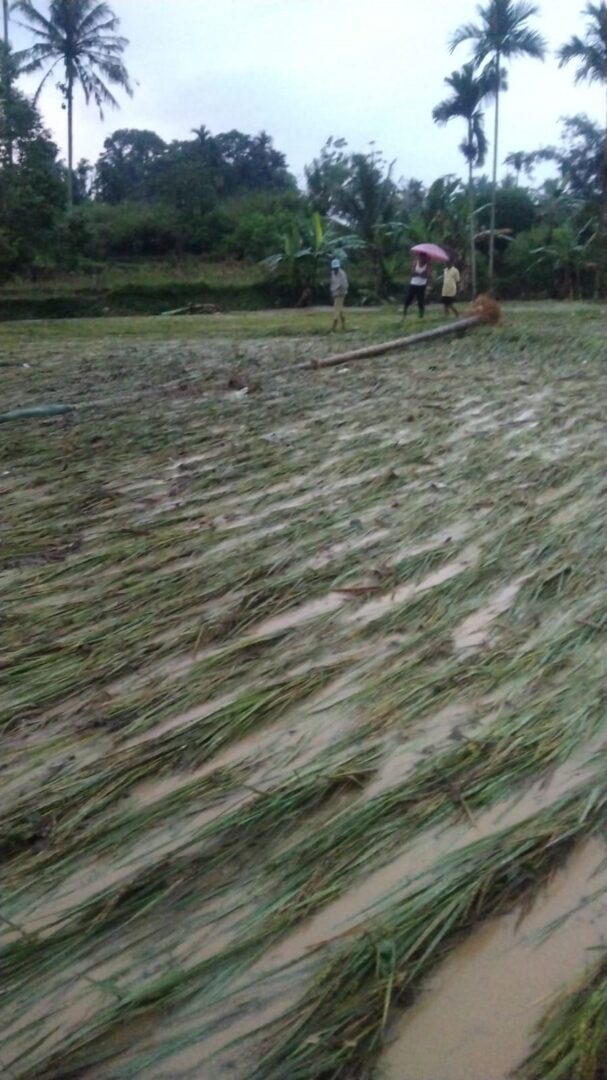 Banjir Rendam Lahan Pertanian dan Kolom Ikan Masyarakat