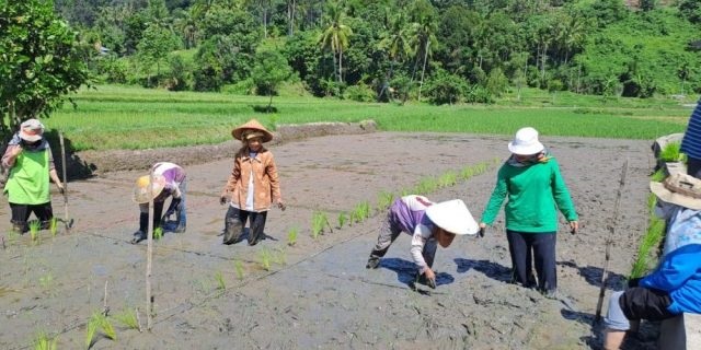 Pasbar Miliki Potensi Besar Pengembangan Padi Gogo 1 Dinas Pertanian Kota Solok menyediakan lebih kurang 400 kilogram benih pokok padi varietas Anak Daro. Benih