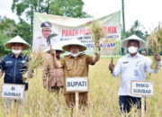 Diserang Hama dan Dampak Bencana, Produksi Padi di Agam Menurun