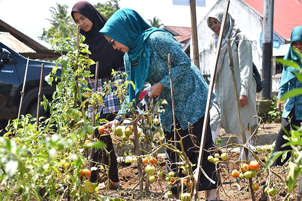 Ketua TP-PKK Evaluasi Kelompok Dasawisma Penerima Bantuan 1 MONEV—Ketua TP-PKK Kota Payakumbuh, Lasta Jasman melakukan monitoring evaluasi (monev) terhadap kelompok Dasawisma yang menerima bantuan bibit tanaman.