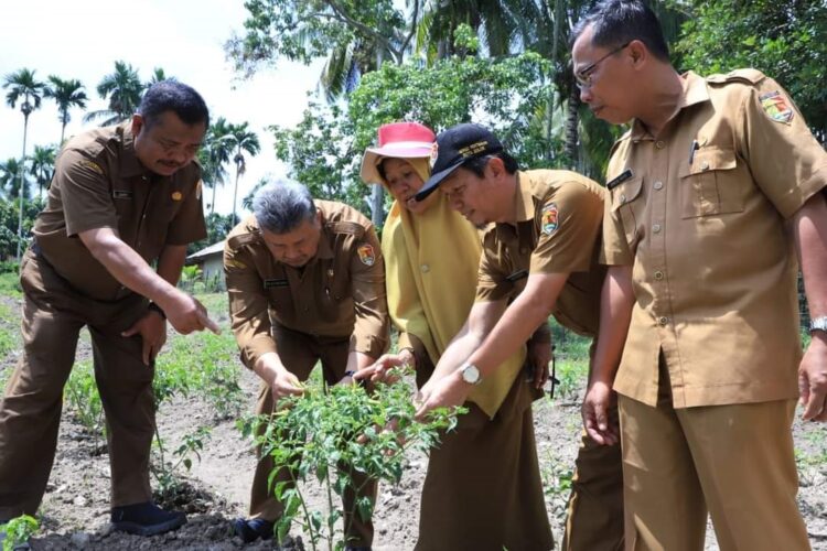 Pemko Dorong Warga Manfaatkan Pekarangan, Harga Cabai dan Sayuran Tinggi 1 TINJAU—
Wako Solok Zul Elfian lakukan peninjauan pemanfaatan lahan kosong di sekitar pekaramgan rumah.